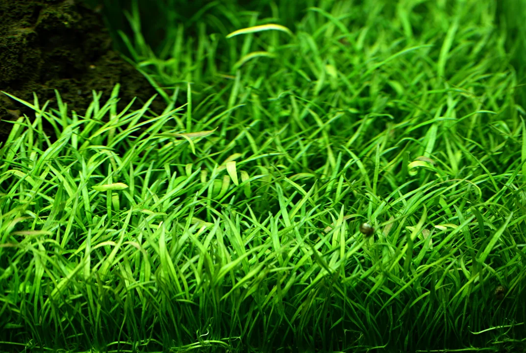 Lilaeopsis brasiliensis 3