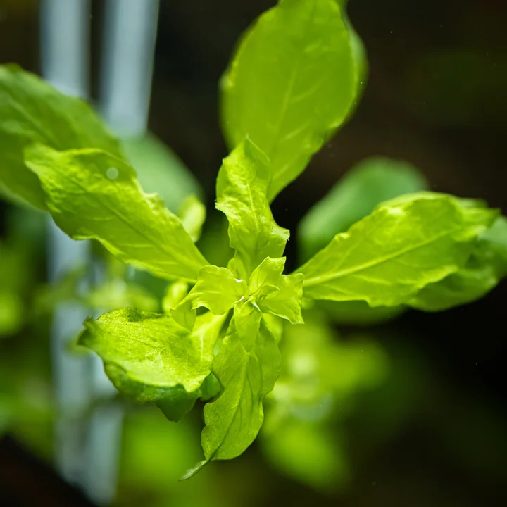 Ludwigia palustris 'Green' 3