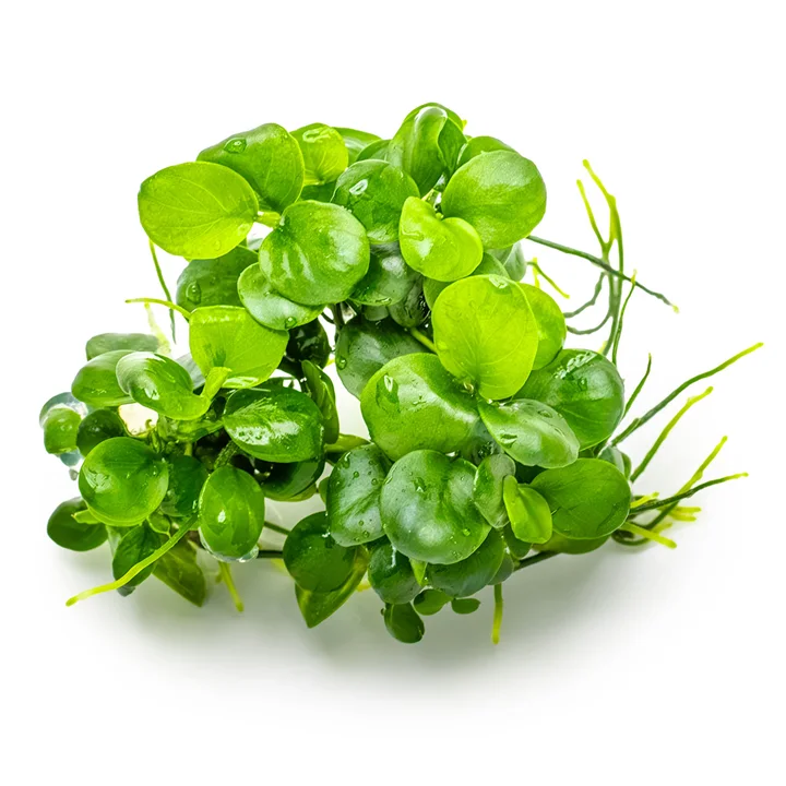 Anubias barteri 'Mini Coin' 2