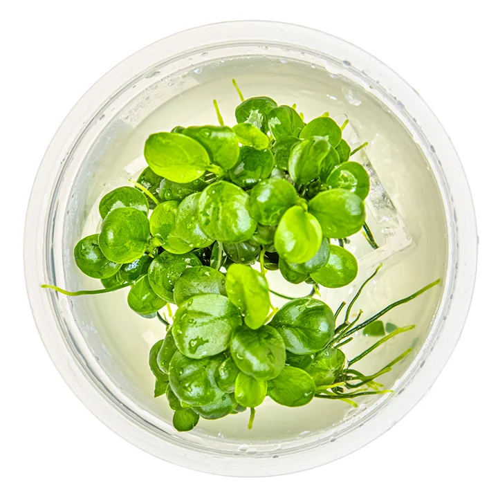 Anubias barteri 'Mini Coin' 3