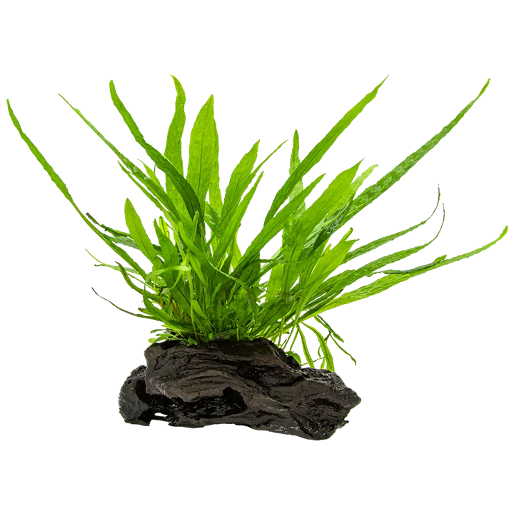 Microsorum pteropus nano wood 3