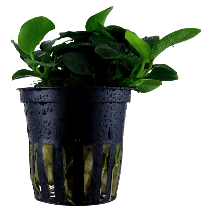 Anubias barteri 'Petite' 3