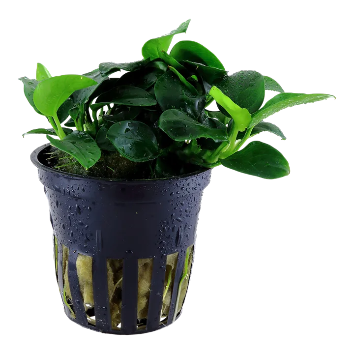 Anubias barteri 'Petite' 2
