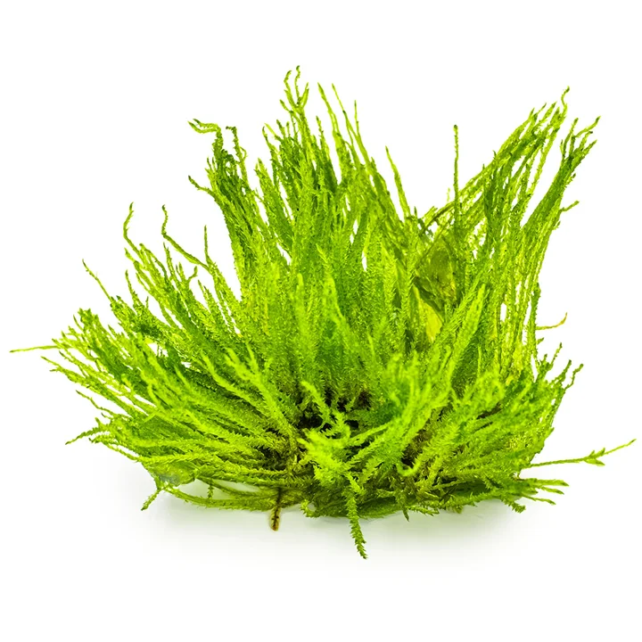 Taxiphyllum 'Spiky' mossa 3