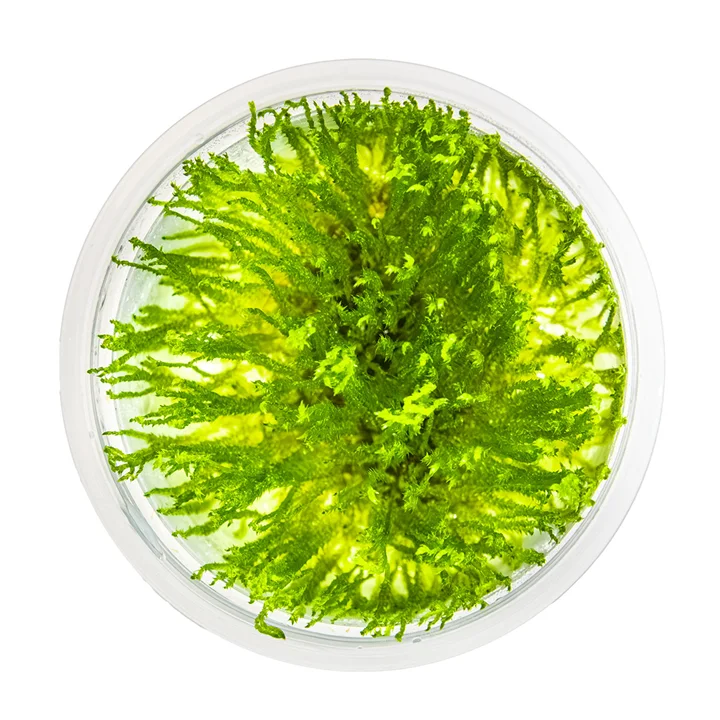 Taxiphyllum 'Spiky' mossa 2