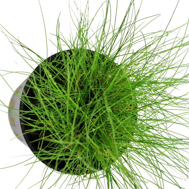 Eleocharis parvula 2