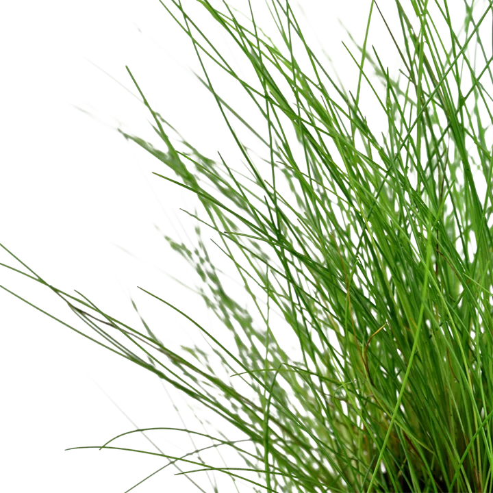Eleocharis parvula 3